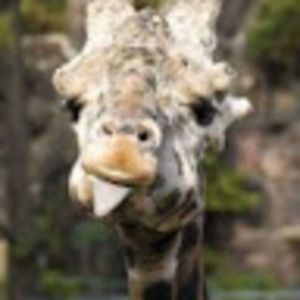 Meet your Posher, Jack